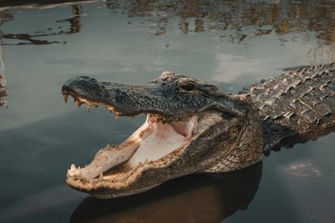 photo of 3 Days Safari - Mikumi National Park 